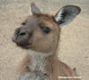 Kangarro Island - Kangaroo